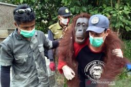 Penyelamatan induk dan anak orang utan jadi perhatian warga