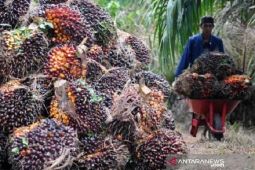 Harga CPO di Jambi naik Rp221 per kilogram menjadi Rp12.110