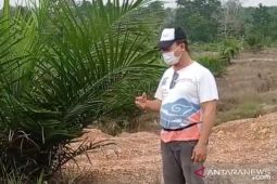 Kenaikkan harga TBS dukung pemulihan ekonomi