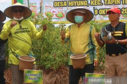Governor harvests Hiyung bird's eye chili in Tapin