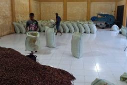 Harga kakao capai level tinggi tahun 2021