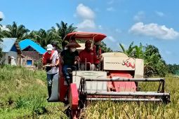 Produksi gabah Mukomuko meningkat satu ton/ha berkat jajar legowo