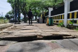 Trotoar jalan terangkat akar pohon