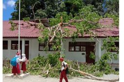 Tertimpa pohon tumbang, tiga unit ruangan kelas SDN 0310 Simaninggir, Palas rusak