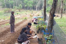 Mendorong  budi daya porang di sela tanaman perkebunan
