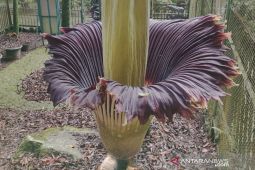 Bunga bangkai Kebun Raya Cibodas berbunga 3 kali sejak 2000