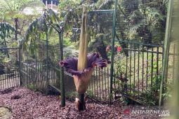 Bunga Bangkai setinggi 289 cm mekar di Kebun Raya Cibodas