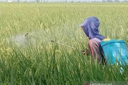 Petani padi Subang cegah serangan hama wereng dengan penguatan nutrisi