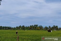 "Nyage burung" cara masyarakat Suku Lembak usir burung di sawah