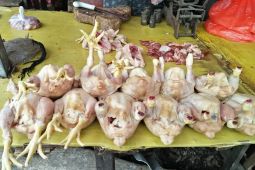 Hingga Pertengahan Bulan Maulid, Harga Daging Ayam di Serang Tinggi