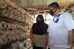 Manfaatkan Program PUMK PT Timah, Yulis sukses kembangkan usaha budidaya jamur tiram