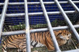 Tim gabungan berhasil tangkap harimau terkam 2 warga Merangin