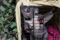 Ratusan  koala Australia akan divaksin klamidia