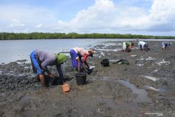 Mencari Kerang di  Sungai Segara Anakan