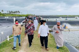 Tambak udang potensial dikembangkan di Tasikmalaya, sebut Stafsus Wapres