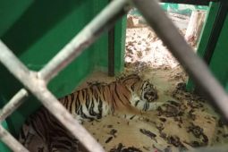BKSDA Jambi memulihkan kesehatan harimau yang masuk perangkap di Merangin