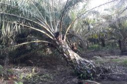 Petani Mukomuko usulkan peremajaan sawit di lahan 88 hektare