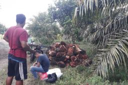 Harga sawit di Mukomuko naik Rp90/kilogram