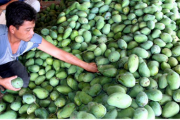 1,3 ton mangga harum manis diekspor ke Singapura