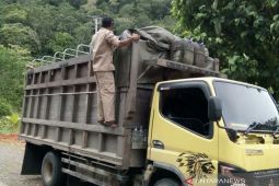 Demam babi Afrika masuk Kalbar, Disbunnak lakukan  antisipasi