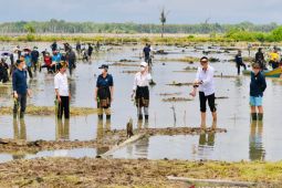 Jokowi tanam mangrove bersama para dubes di Tana Tidung