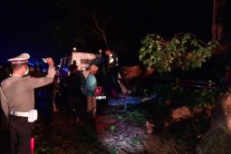 Pohon tumbang di jalur pantura Situbondo timpa mobil