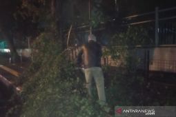 DPKP3 Kota Bandung catat empat pohon tumbang akibat hujan angin