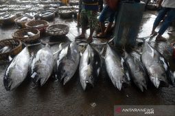 Tingkatkan konsumsi ikan cegah stunting