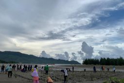 PLN UIW Aceh  tanam mangrove di Aceh Besar