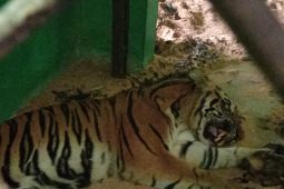 Tunggu pulih, Tim BKSDA belum bisa lakukan pembiusan harimau dari Merangin