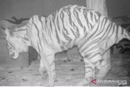 Harimau sumatera tangkapan di Merangin terindikasi alami gangguan pencernaan
