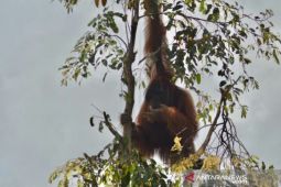 Habitat orang utan terancam akibat kebakaran lahan