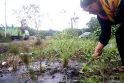 Warga Tapin  protes tanahnya tercemar batu bara