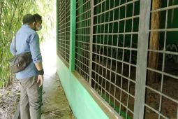 Tempat Penyelamatan Satwa Mendalo tambah dua kandang untuk primata kecil
