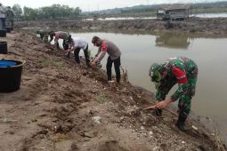 TNI tanam ribuan mangrove di Lhokseumawe cegah abrasi pantai