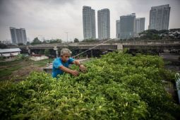 Polbangtan Medan ajak masyarakat berkebun di halaman rumah