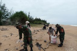 300 ekor tukik berlomba capai bibit Pantai Paloh