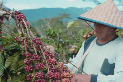 Mengangkat kopi Semendo, PTBA turun tangan