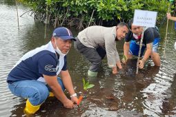 Jadikan Tapteng surganya mangrove, kelompok tani hutan tanam 1 juta lebih mangrove