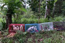 BKSDA Maluku lepasliarkan belasan satwa liar endemik, ada burung hingga ular sanca kembang