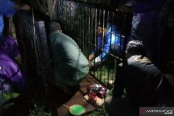 Warga resah, beruang masuk pemukiman