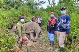 KLHK temukan gajah sumatera mati akibat malnutrisi