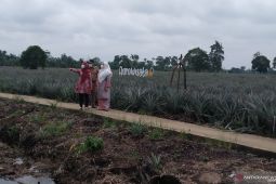 Areal agrowisata nanas Tangkit Baru  akan diperluas  250 hektare