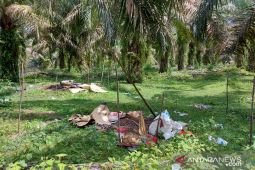 Polisi lakukan pendekatan persuasif dengan orang rimba pascabentrok