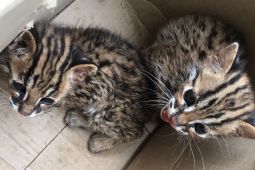 Warga Kota Medan serahkan satwa kucing kuwuk ke BBKSDA Sumut