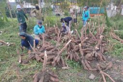DKPP Surabaya manfaatkan bekas tanah kas desa untuk budi daya tanaman pangan