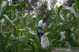 BPS: NTP Babel naik 2,22 persen dipicu naiknya harga produk pertanian