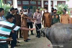 Capaian vaksinasi 100 persen, dua desa di Simeulue dapat hadiah kerbau