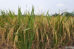 Penangkaran benih padi di Tangerang penuhi kebutuhan petani
