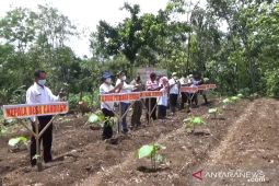 Jember galakkan penghijauan dan penanaman bibit porang